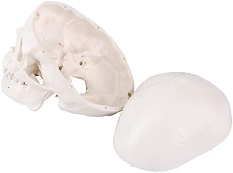 Mini Kafatası Modeli - 3 Parçaları Küçük Boyutu İnsan Anatomisi Tıbbi Öğretim İskelet Kafa Okuyan
