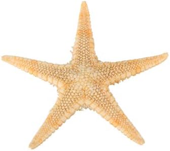 CoCocina 20 Adet Mini Denizyıldızı Deniz Yıldızı Kabuk Manzara Plaj Düğün DIY El Sanatları Yapımı Süslemeleri