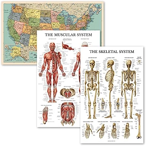3 Paket-ABD Haritası Poster [Tan/Renk] ve Kas ve İskelet Sistemi Anatomisi Grafik-Set 3 Posterler (LAMİNE, 18 x 29)