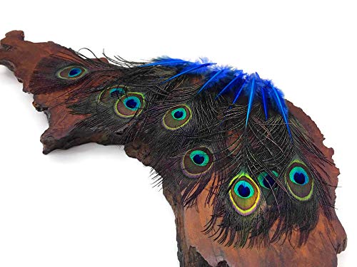 10 Parça - Kraliyet Mavi Mini Doğal Tavuskuşu Kuyruk Vücut Tüyleri ile Gözler Cadılar Bayramı Kostüm Zanaat Tedarikçisi / Mehtap