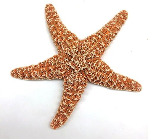 PEPPERLONELY 1 ADET Büyük Şeker Denizyıldızı, Kahverengi Şeker Denizyıldızı, 6 İnç ~ 7 İnç
